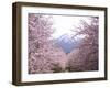 Cherry Blossoms-null-Framed Photographic Print