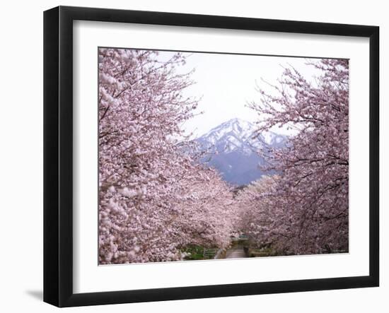 Cherry Blossoms-null-Framed Photographic Print