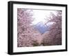 Cherry Blossoms-null-Framed Photographic Print