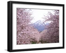 Cherry Blossoms-null-Framed Photographic Print