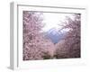 Cherry Blossoms-null-Framed Photographic Print