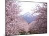 Cherry Blossoms-null-Mounted Photographic Print