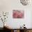 Cherry Blossoms-null-Photographic Print displayed on a wall