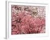 Cherry Blossoms-null-Framed Photographic Print