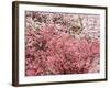 Cherry Blossoms-null-Framed Photographic Print