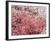 Cherry Blossoms-null-Framed Photographic Print