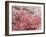 Cherry Blossoms-null-Framed Photographic Print