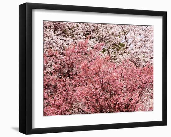 Cherry Blossoms-null-Framed Photographic Print