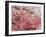 Cherry Blossoms-null-Framed Photographic Print