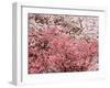 Cherry Blossoms-null-Framed Photographic Print