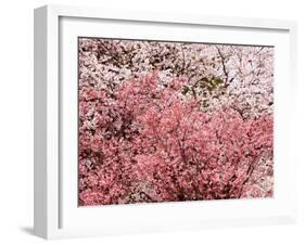 Cherry Blossoms-null-Framed Photographic Print