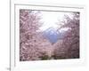 Cherry Blossoms-null-Framed Photographic Print