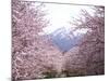 Cherry Blossoms-null-Mounted Photographic Print