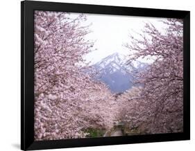 Cherry Blossoms-null-Framed Photographic Print