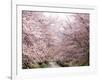 Cherry Blossoms-null-Framed Photographic Print