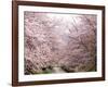 Cherry Blossoms-null-Framed Photographic Print