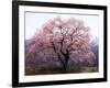 Cherry Blossoms-null-Framed Photographic Print