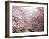 Cherry Blossoms-null-Framed Photographic Print