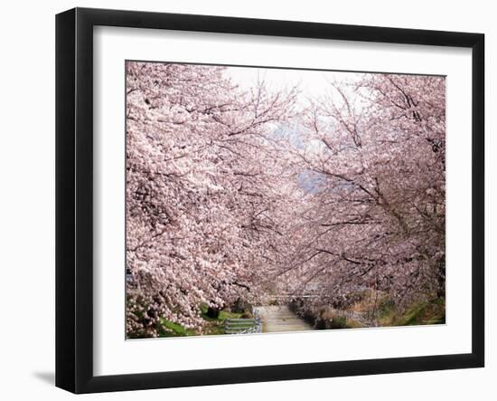 Cherry Blossoms-null-Framed Photographic Print