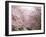 Cherry Blossoms-null-Framed Photographic Print