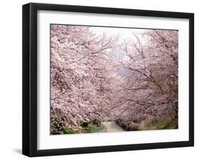 Cherry Blossoms-null-Framed Photographic Print