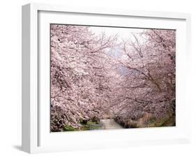 Cherry Blossoms-null-Framed Photographic Print