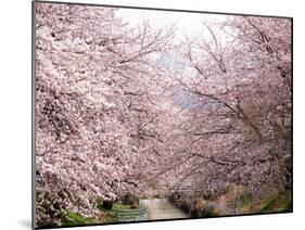 Cherry Blossoms-null-Mounted Photographic Print