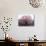 Cherry Blossoms-null-Photographic Print displayed on a wall