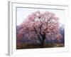 Cherry Blossoms-null-Framed Photographic Print