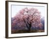 Cherry Blossoms-null-Framed Photographic Print