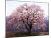 Cherry Blossoms-null-Mounted Photographic Print