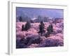 Cherry Blossoms-null-Framed Photographic Print