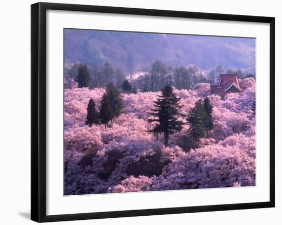 Cherry Blossoms-null-Framed Photographic Print