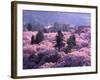 Cherry Blossoms-null-Framed Photographic Print