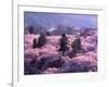 Cherry Blossoms-null-Framed Photographic Print