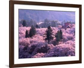 Cherry Blossoms-null-Framed Photographic Print