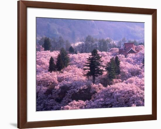 Cherry Blossoms-null-Framed Photographic Print