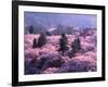 Cherry Blossoms-null-Framed Photographic Print