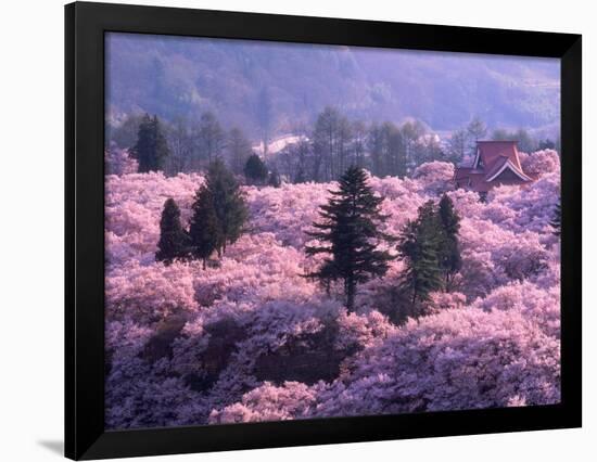 Cherry Blossoms-null-Framed Photographic Print