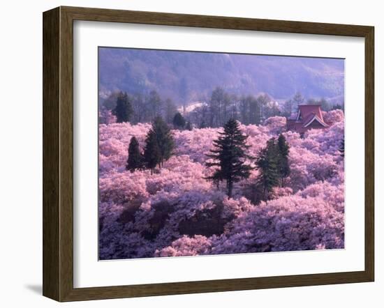 Cherry Blossoms-null-Framed Photographic Print