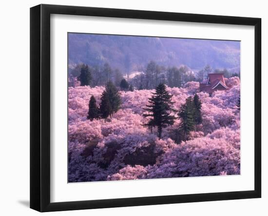 Cherry Blossoms-null-Framed Photographic Print