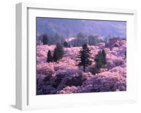 Cherry Blossoms-null-Framed Photographic Print