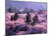 Cherry Blossoms-null-Mounted Photographic Print