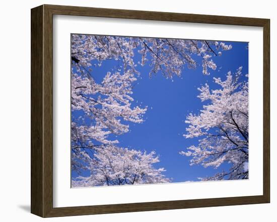 Cherry Blossoms-null-Framed Photographic Print