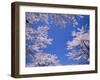 Cherry Blossoms-null-Framed Photographic Print