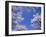 Cherry Blossoms-null-Framed Photographic Print