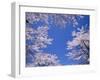 Cherry Blossoms-null-Framed Photographic Print