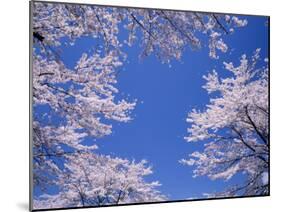 Cherry Blossoms-null-Mounted Photographic Print