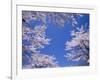 Cherry Blossoms-null-Framed Photographic Print