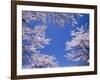 Cherry Blossoms-null-Framed Photographic Print